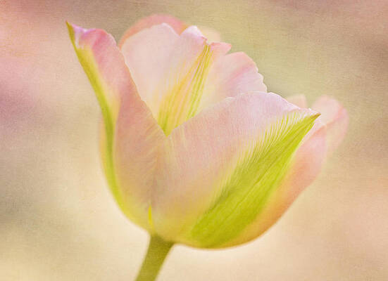 Flower Photograph - Pink Spring Dreams Close by Mary Jo Allen