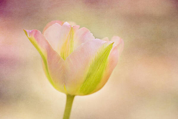 Delicate Photograph - Pink Spring Dreams by Mary Jo Allen