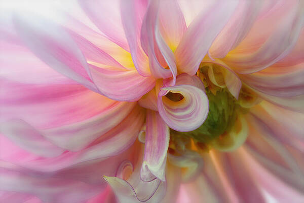 Bloom Wall Art featuring the photograph Pink Swirl Glow by Mary Jo Allen