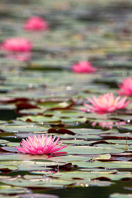 Reflection Wall Art featuring the photograph Pink Water Lilies Bellamy Reservoir by Jeff Sinon