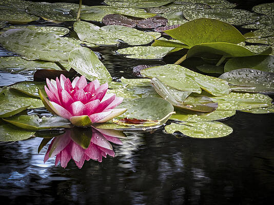 Water Wall Art featuring the photograph Pink Water Lily With Reflection by Jean Noren
