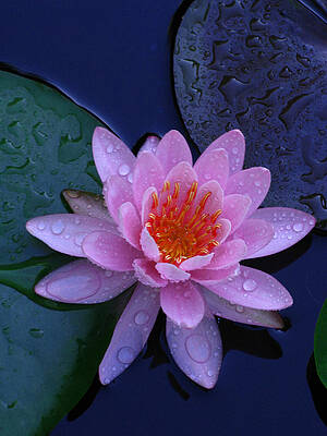 Wall Art featuring the photograph Pink Waterlily by Raymond Salani III