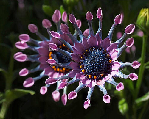 Beautiful Photograph - Pink Whirls by Rona Black