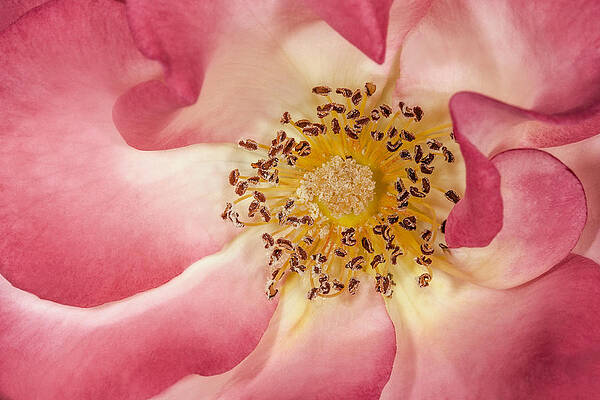 Summer Photograph - Pink With A Touch Of Yellow by Susan Candelario