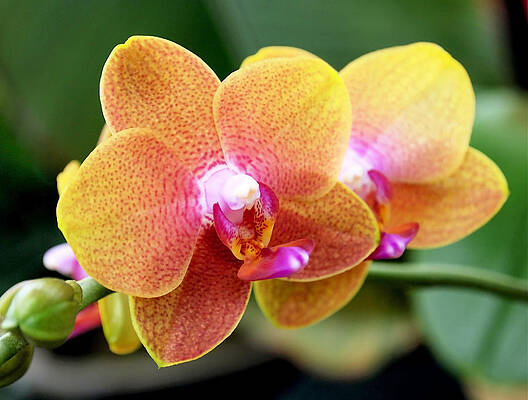 Beautiful Photograph - Pink Yellow Orchid by Rona Black
