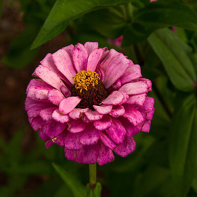 Photograph - Pink Zinnia by Rob Narwid