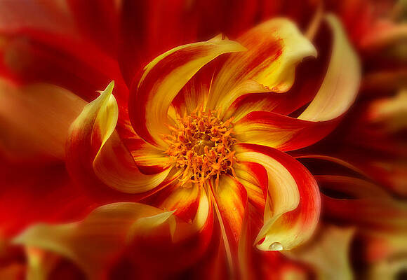 Bloom Wall Art featuring the photograph Pinwheel by Mary Jo Allen