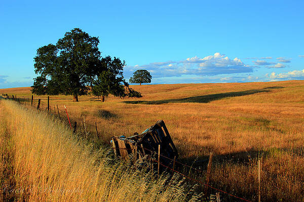 Tree Photograph - Plains Creek Bottom by Carla E