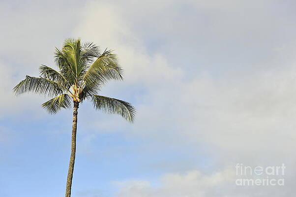 Cloud Photograph - Plam Tree At Sunrise by Sami Sarkis Photography