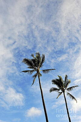 Cloud Photograph - Plam Trees At Sunrise by Sami Sarkis Photography