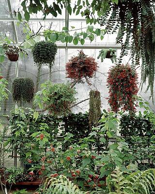 Growth Wall Art featuring the photograph Plants Hanging In A Greenhouse by Wiliam Grigsby