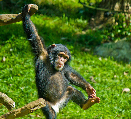 Wall Art featuring the photograph Playful Chimp by Jonny D