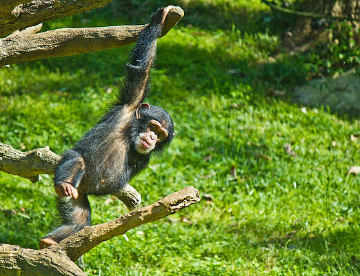 Wall Art featuring the photograph Playing Chimp by Jonny D