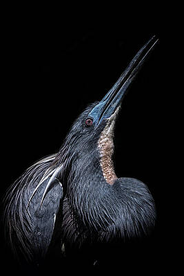 Wall Art featuring the photograph Pointing North by Ghostwinds Photography