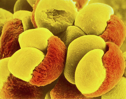 Pollen Pinterest Pollen Wall Art for Sale by Science Photo Library
