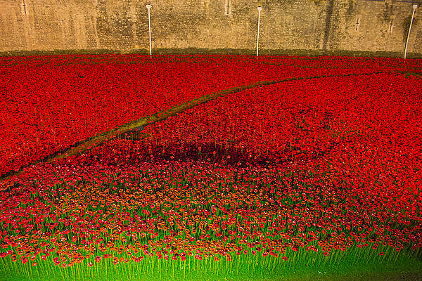 Poppies for the fallen by Andrew Lalchan