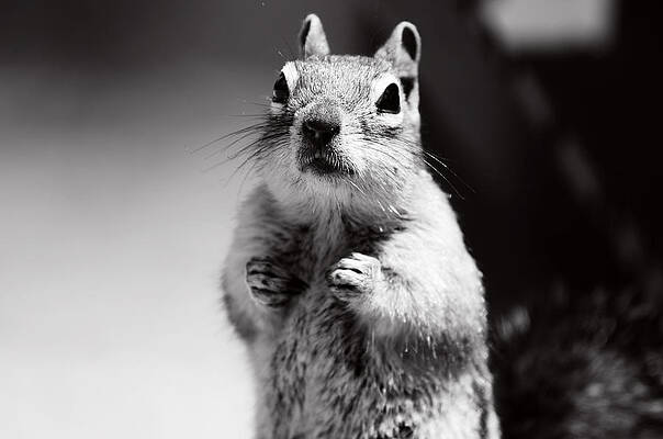 Nature Wall Art featuring the photograph Portrait Of A Chipmunk by La Dolce Vita