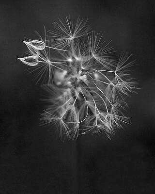 Delicate Dandelion Seeds Wall Art