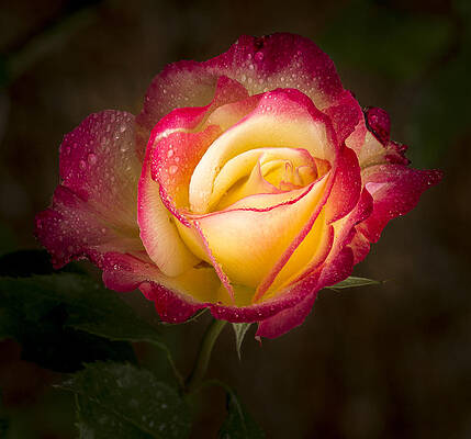 Beautiful Photograph - Portrait Of A Double Delight Rose by Jean Noren