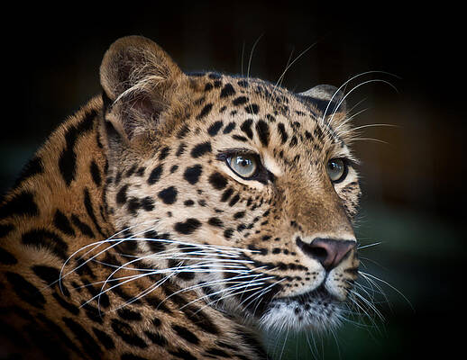 Portrait Photograph - Portrait Of A Leopard by Chris Boulton