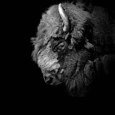 Majestic Bison in Black and White Wall Art