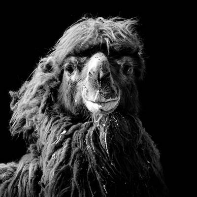 Regal Camel Portrait in Black and White Wall Art