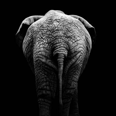 Elephant from Behind Wall Art