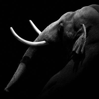 Majestic Elephant Silhouette Wall Art