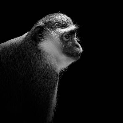 Graceful Profile of a Monkey Wall Art