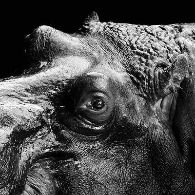 Close-Up of a Hippo's Eye Wall Art