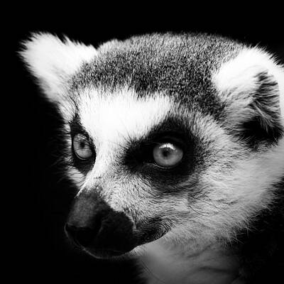Close-Up of a Ring-Tailed Lemur Wall Art