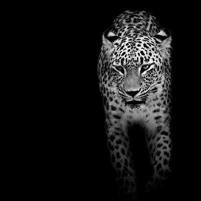 Majestic Leopard in Black and White Wall Art