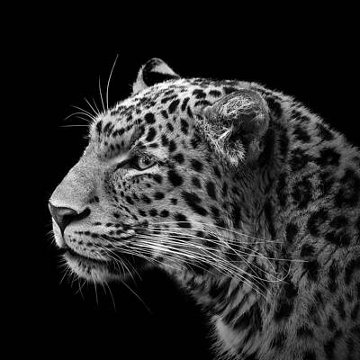 Profile of a Leopard in Black and White Wall Art