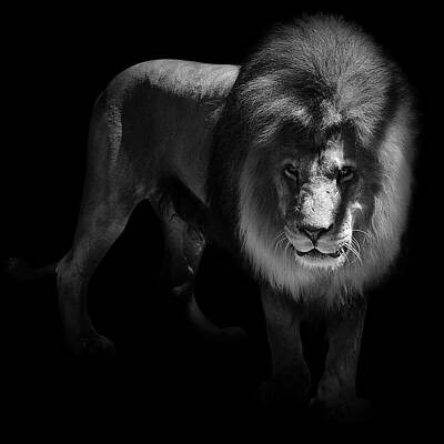 Majestic Lion in Shadows Wall Art
