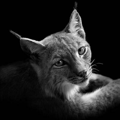 Lynx in Black and White Wall Art