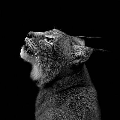 Lynx in Profile Wall Art
