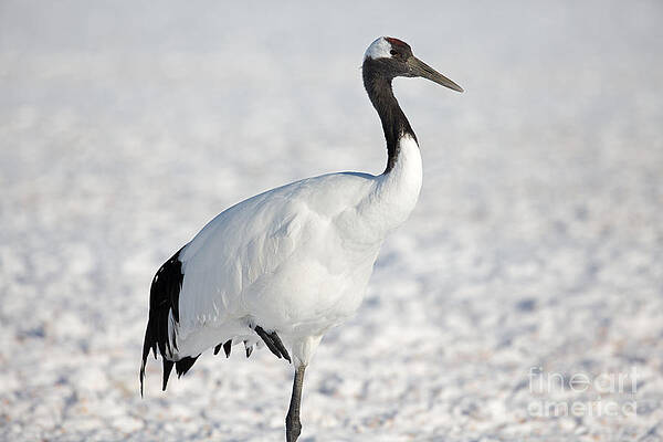 Winter Photograph - Portrait Of Red-Crowned Crane by Natural Focal Point Photography