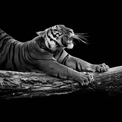 Animal Wall Art for Sale by Lukas Holas
