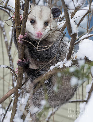 Wildlife Photograph - Possum by Steven Ralser