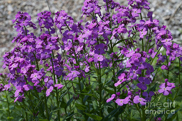 Spring Wall Art featuring the photograph Posy Patch by William Norton