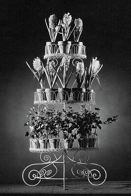 Growth Wall Art featuring the photograph Potted Flowers On A Wrought Iron Stand by The 3