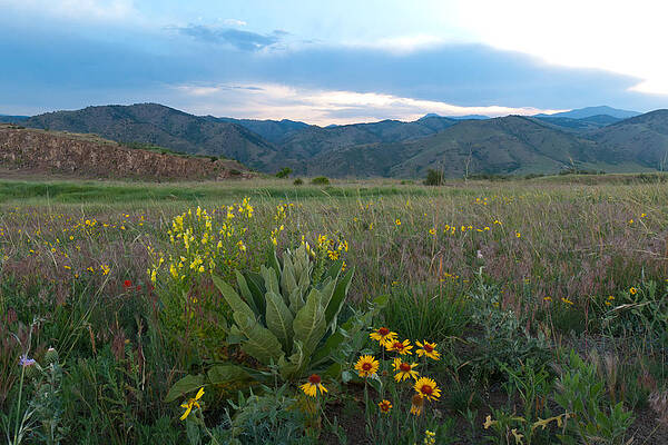 Rocky Mountain National Park Photograph - Prairie Wildflower Landscape by Cascade Colors
