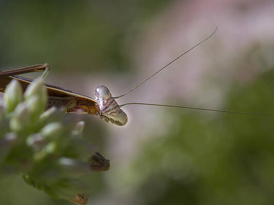 Wild Wall Art featuring the photograph Praying Mantis Curiosity by Jean Noren