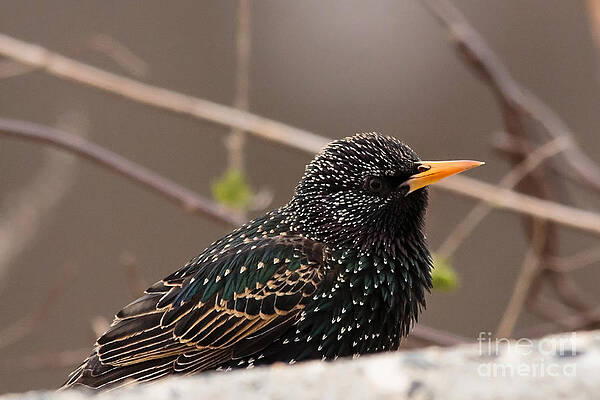 Wall Art featuring the photograph Pretty Boy by Mary Lou Chmura