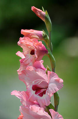 David Photograph - Pretty In Pink by David Hart