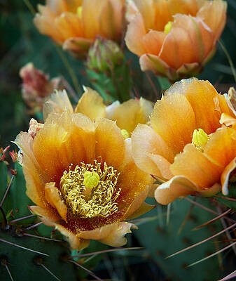 Blooming Cactus Flowers Photograph