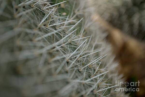Isolate Wall Art featuring the photograph Prickly Pear by Scott Lyons
