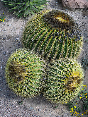 Wall Art featuring the photograph Prickly Trio by Rick Locke - Out of the Corner of My Eye