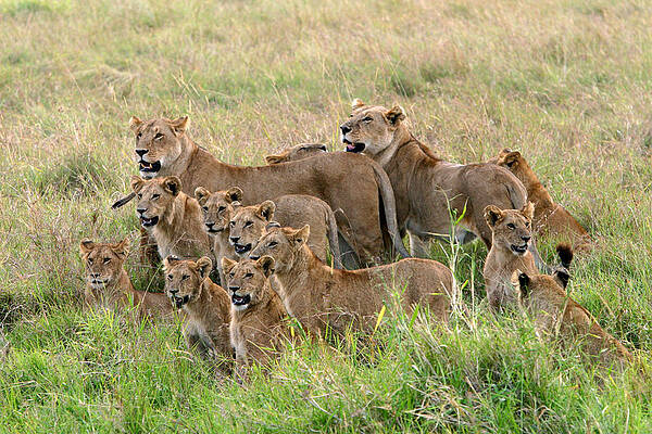 Lion Pride Photos for Sale by Science Source Prints