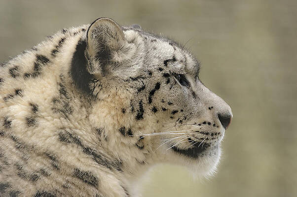 Photograph - Profile Of A Snow Leopard by Chris Boulton